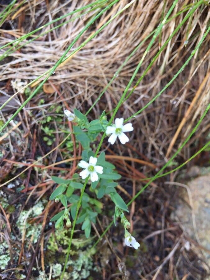 Pholistoma membranaceum flower