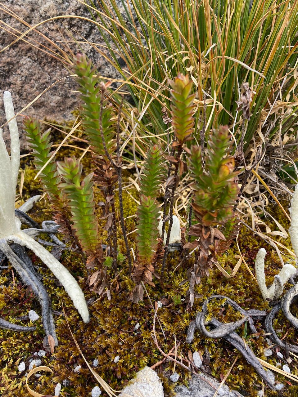Hypericum mexicanum leaf