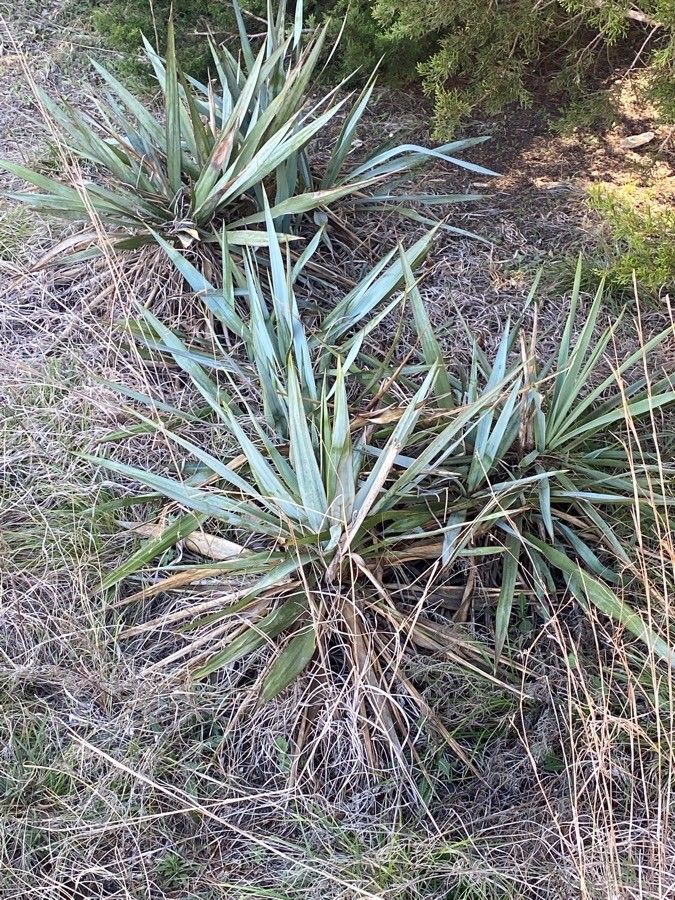 Yucca pallida — search result for 'Yucca'