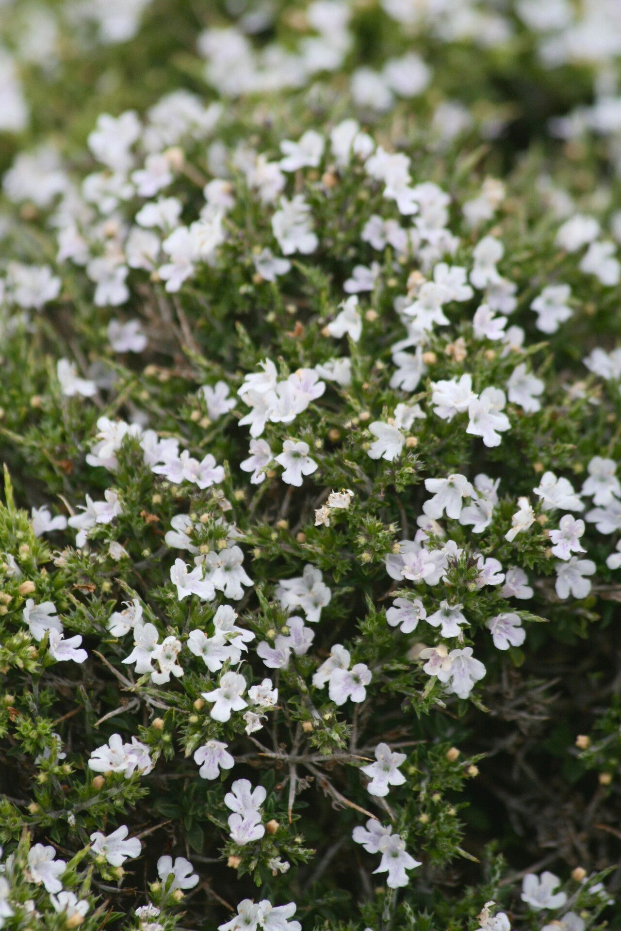 Satureja spinosa — search result for 'Satureja'
