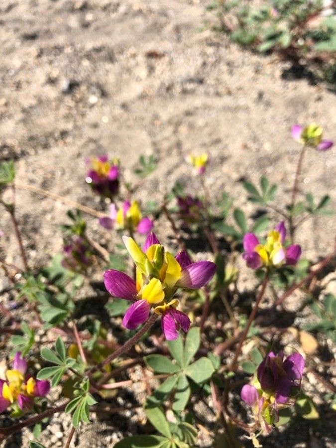 Lupinus stiversii — pet friendly houseplant