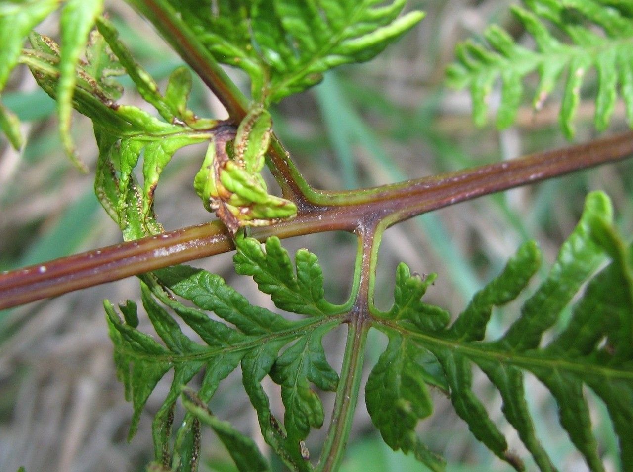 Pteris tremula bark