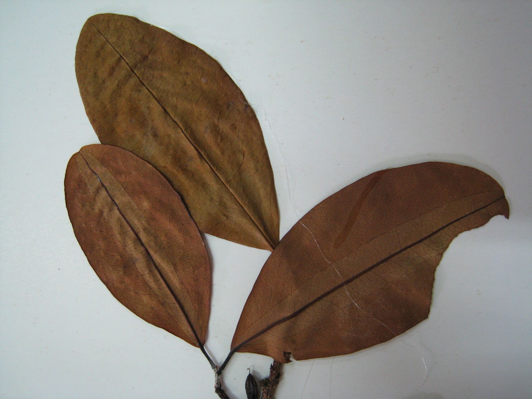 Erythroxylum lineolatum — houseplant care guide