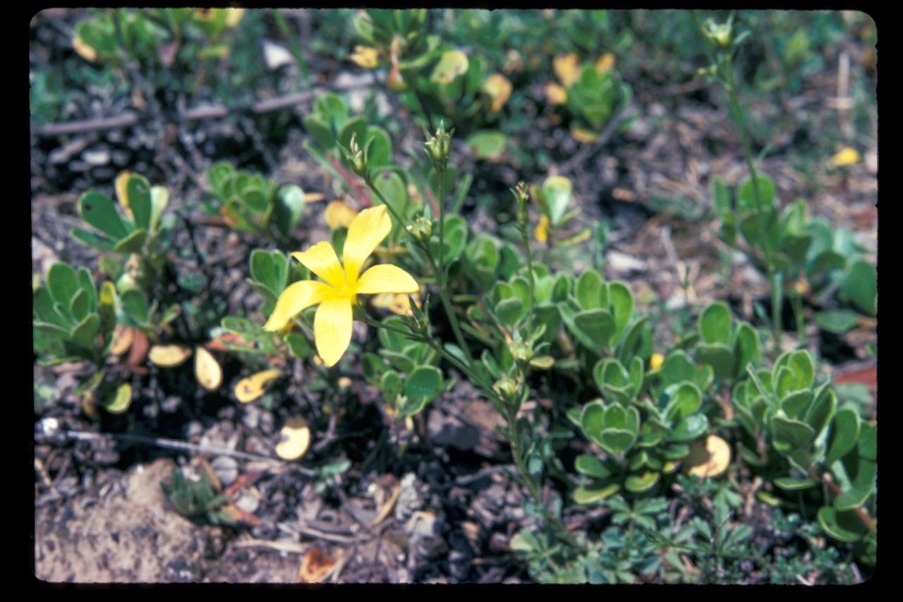 Linum nodiflorum — search result for 'Linum'