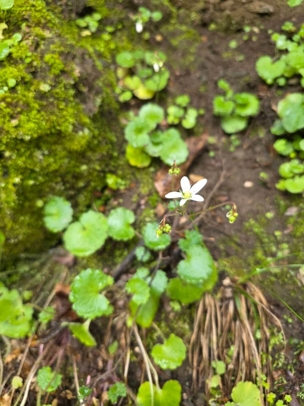 Saxifraga taygetea flower