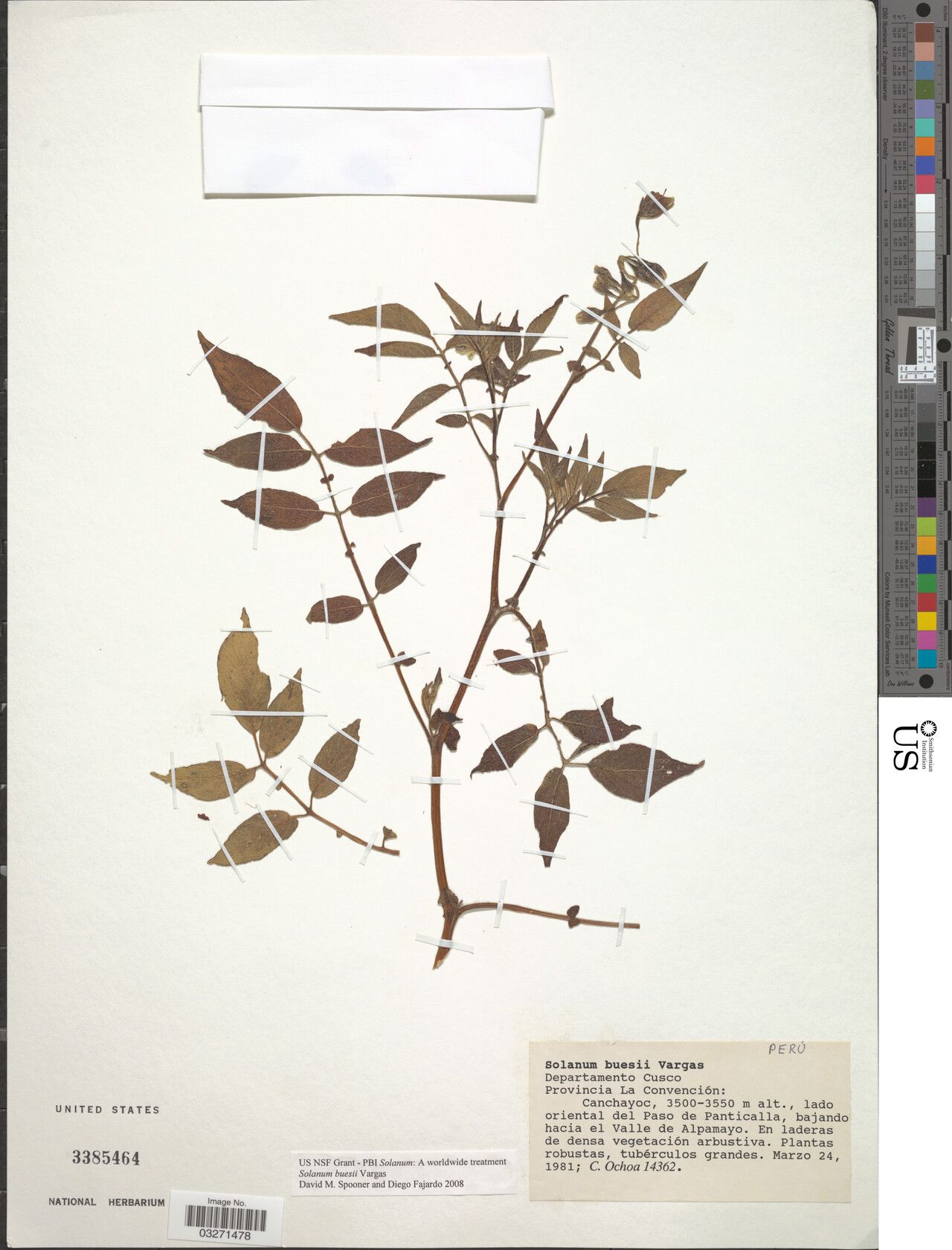 Solanum buesii — houseplant care guide