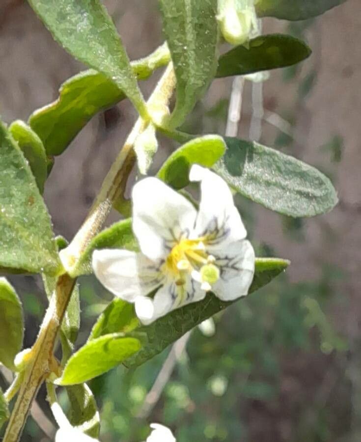 Lycium ciliatum flower