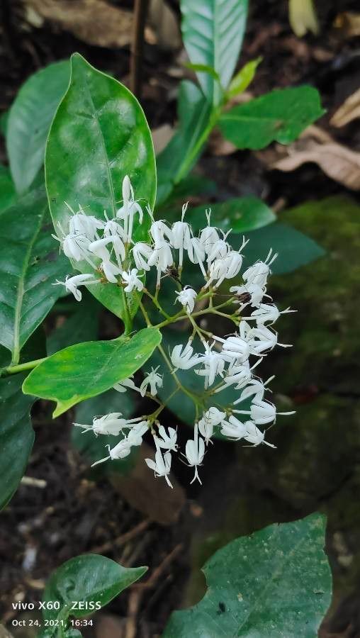 Ixora timorensis flower