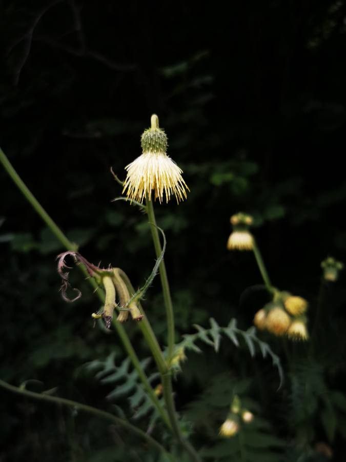 Cirsium erisithales flower