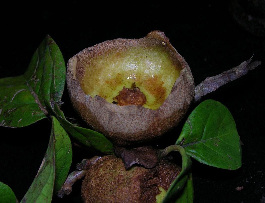 Aegiphila quararibeana fruit