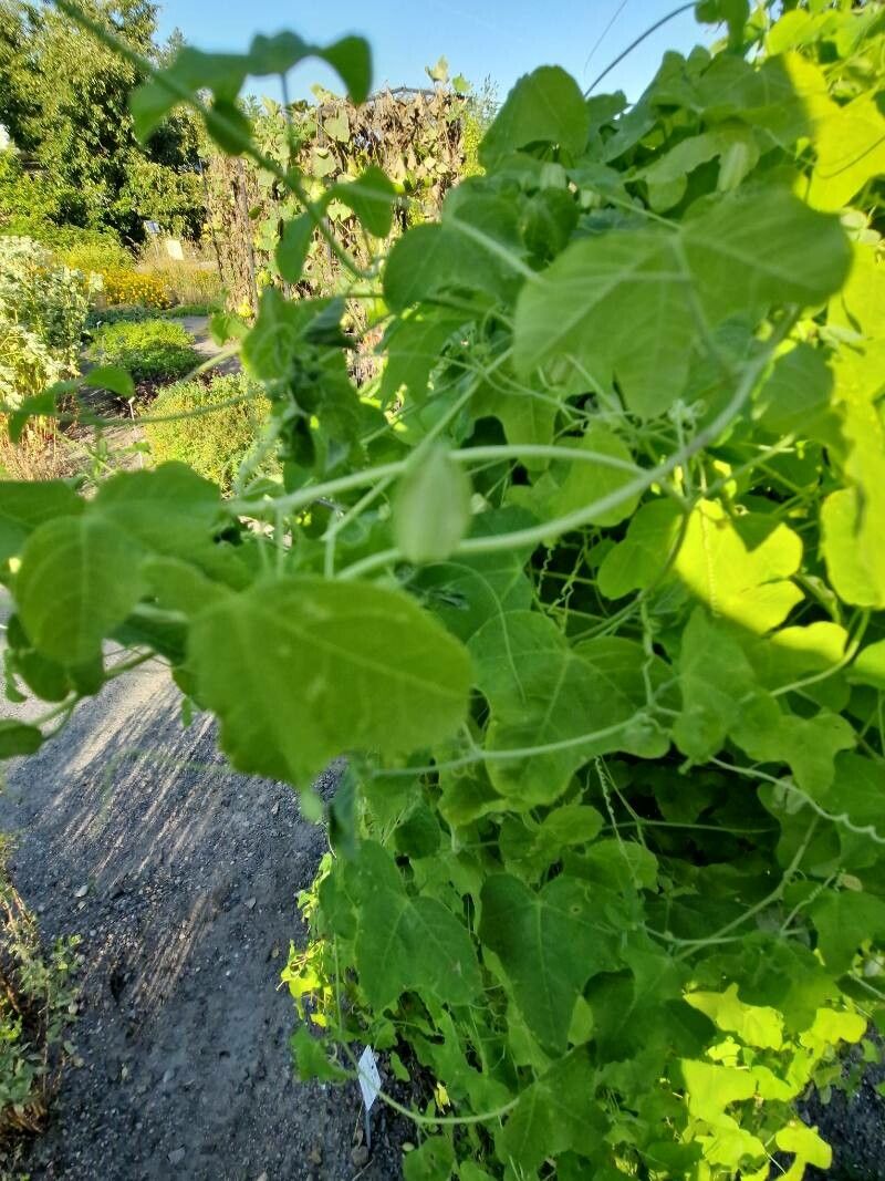 Passiflora gracilis habit