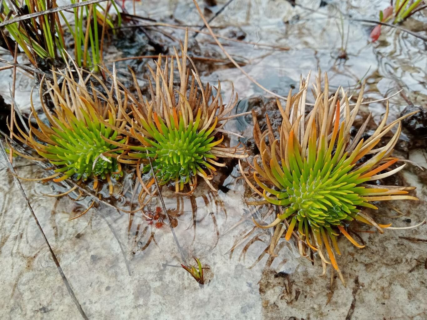 Syngonanthus umbellatus habit