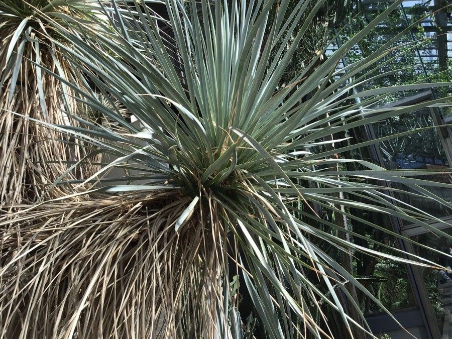 Yucca rostrata — search result for 'Yucca'