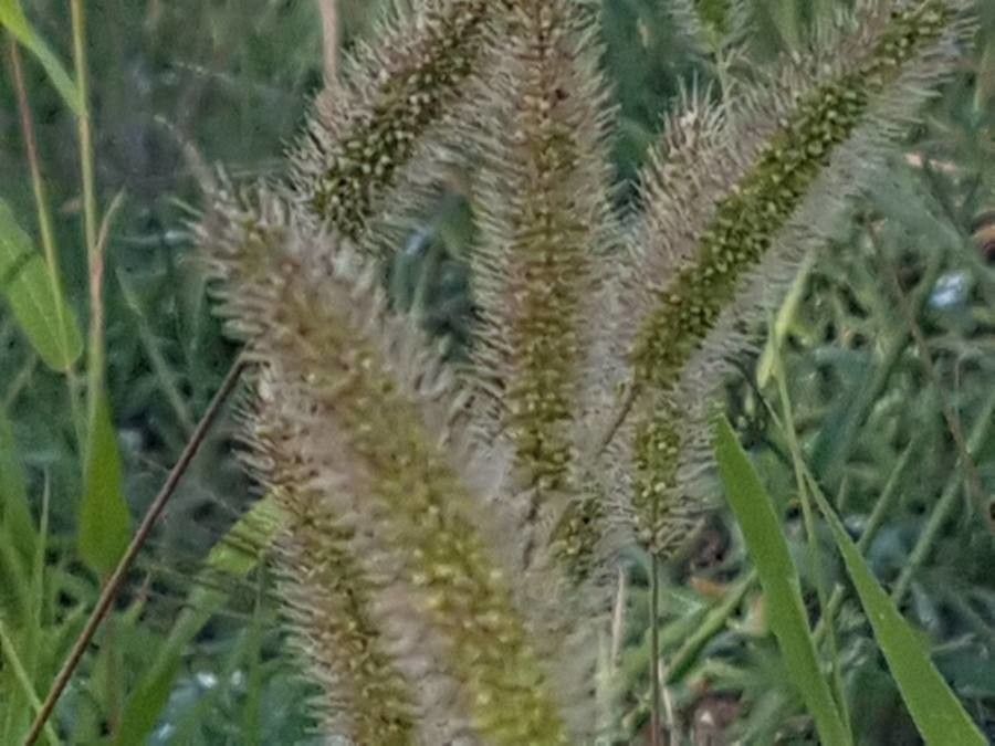 Setaria viridis flower