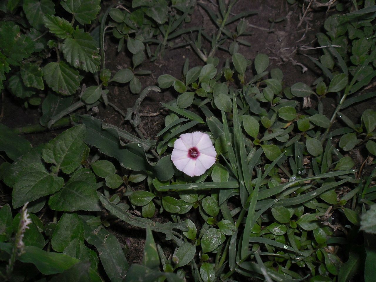 Convolvulus equitans habit