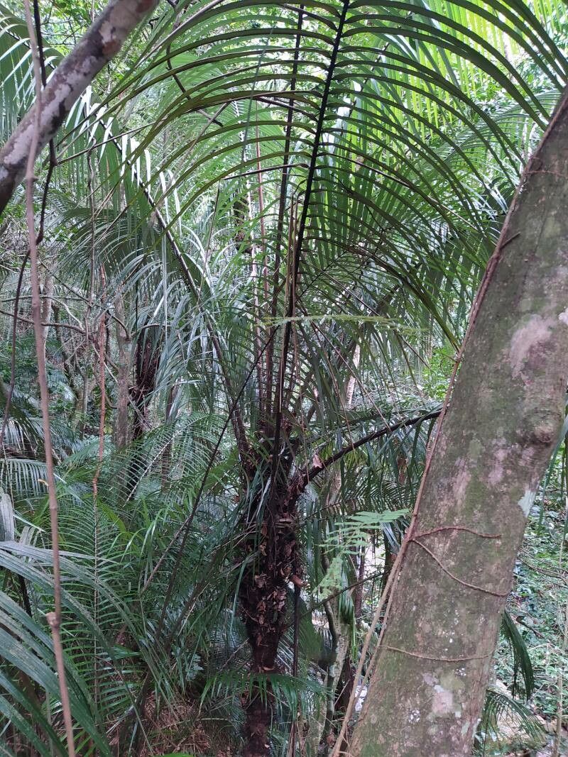 Astrocaryum aculeatissimum — related species from the same genus