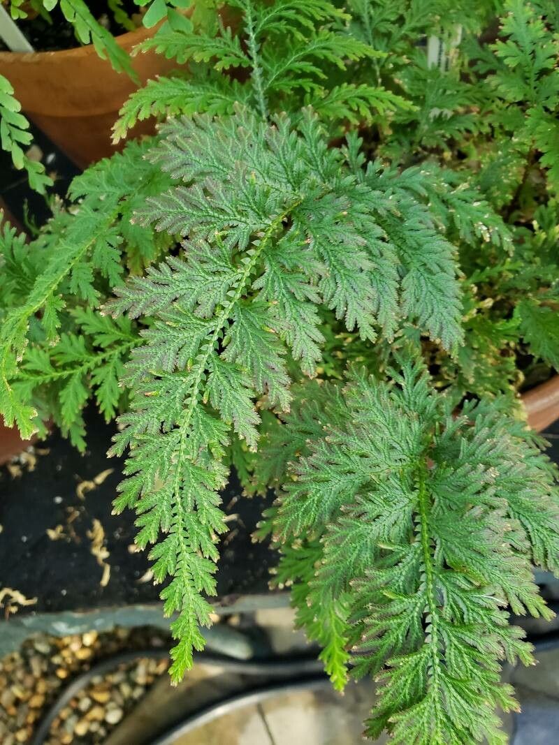 Selaginella moellendorffii — search result for 'Selaginella'