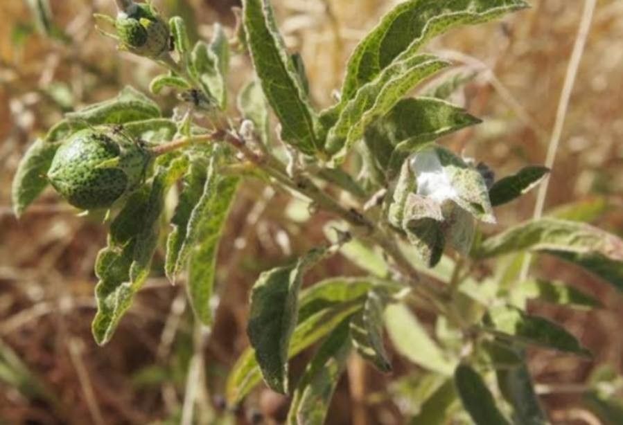 Gossypium bickii — search result for 'Gossypium'