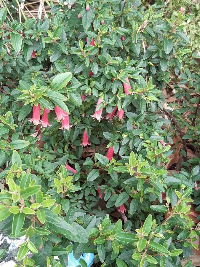 Correa bauerlenii bark