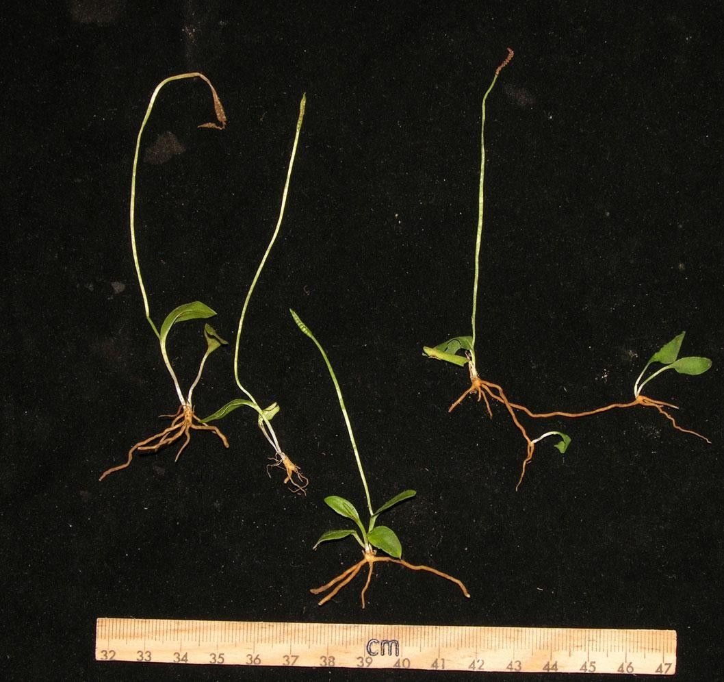 Ophioglossum nudicaule other