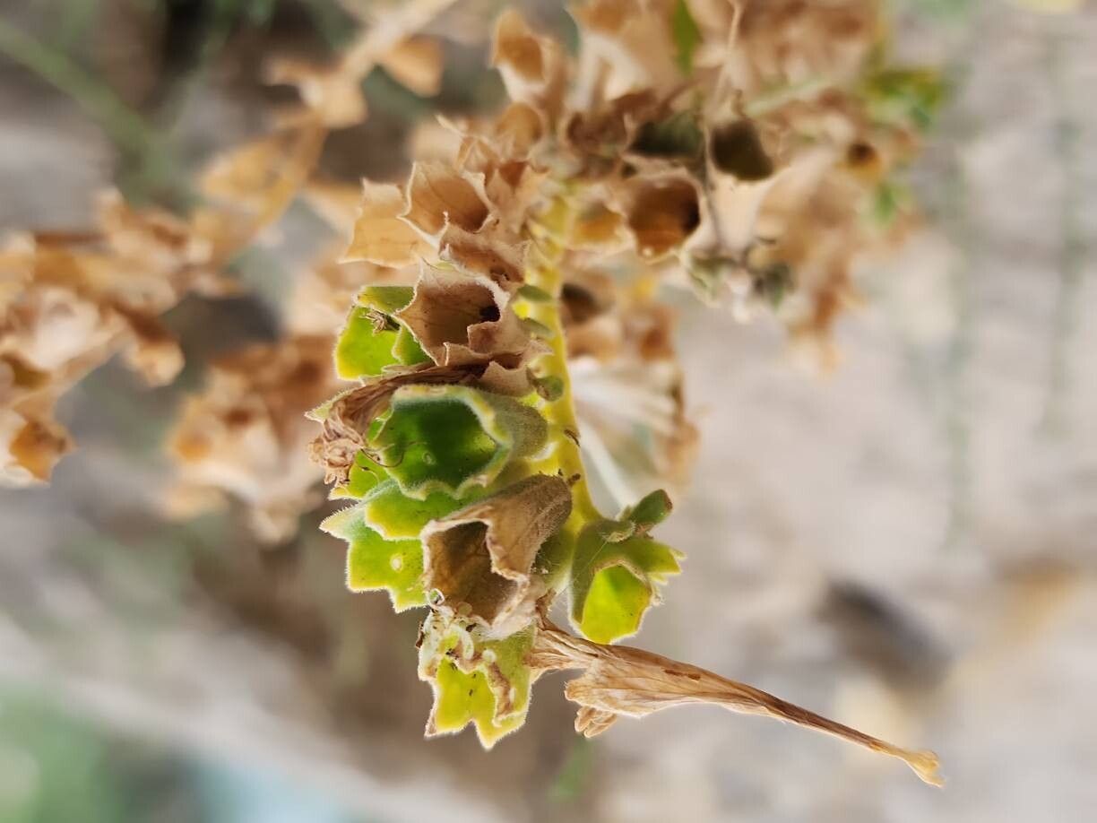 Hyoscyamus insanus fruit