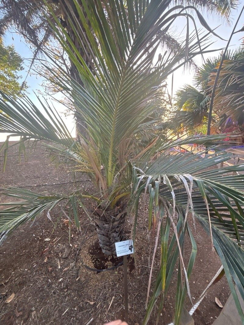 Jubaeopsis caffra — houseplant care guide