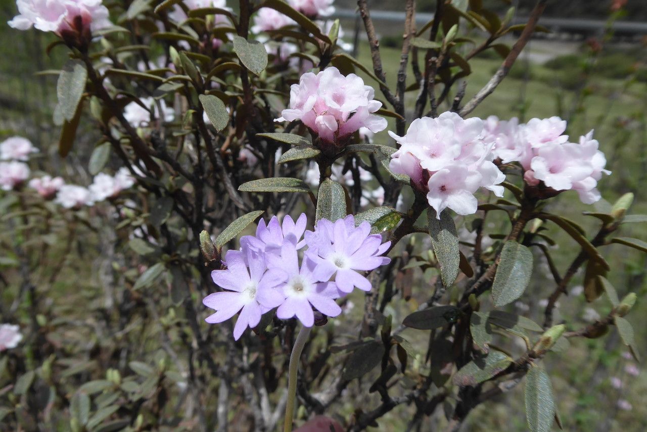 Primula gemmifera — houseplant care guide