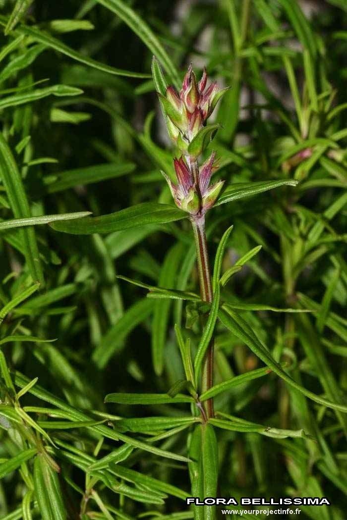 Dracocephalum ruyschiana bark
