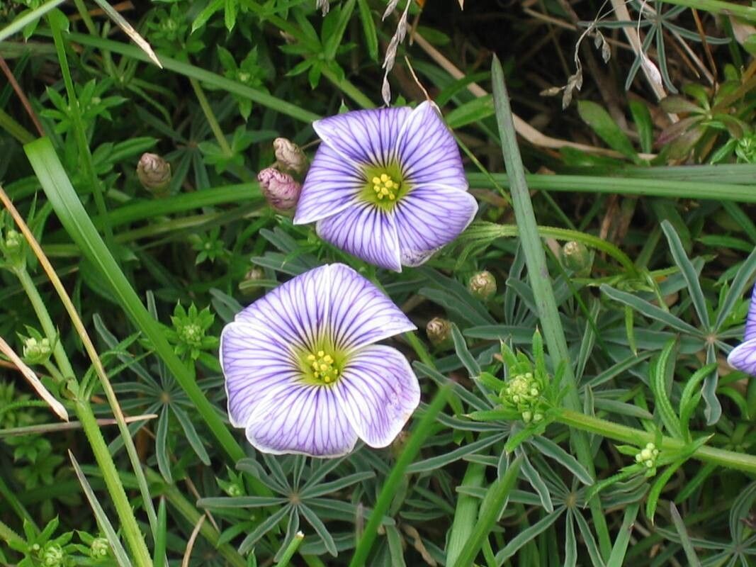Oxalis laciniata flower