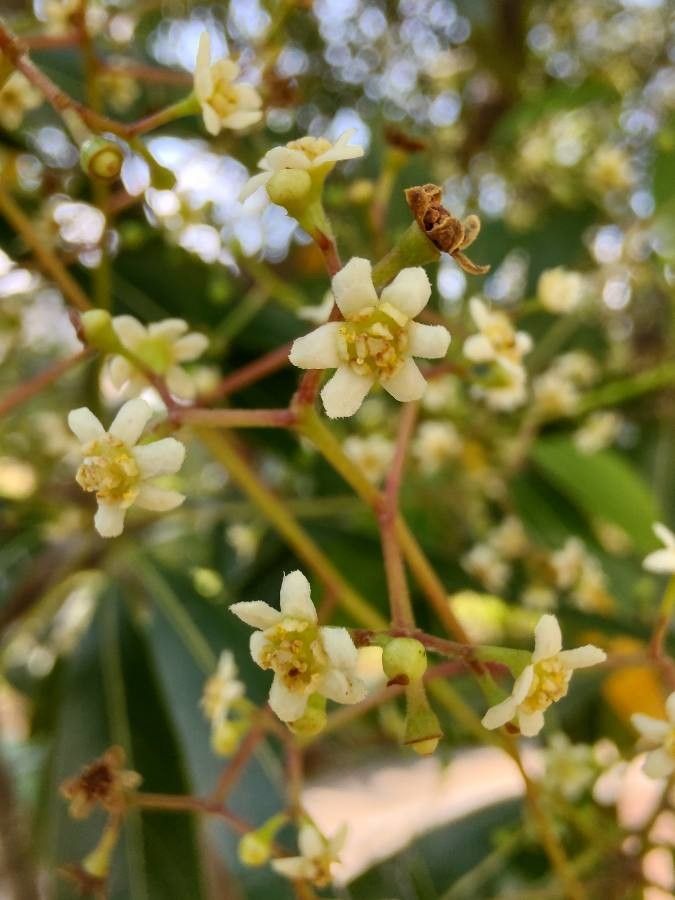 Ocotea coriacea flower