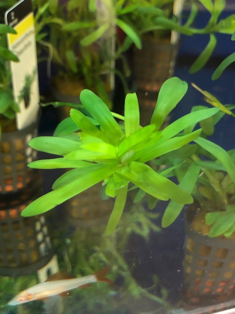 Heteranthera zosterifolia — search result for 'Pontederiaceae'