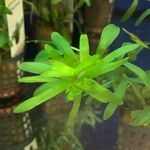 Heteranthera zosterifolia