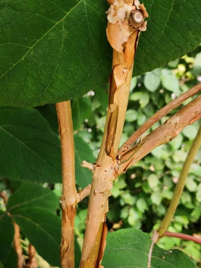 Hydrangea aspera bark