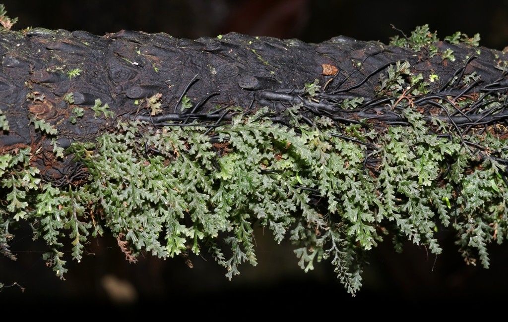 Trichomanes vieillardii habit