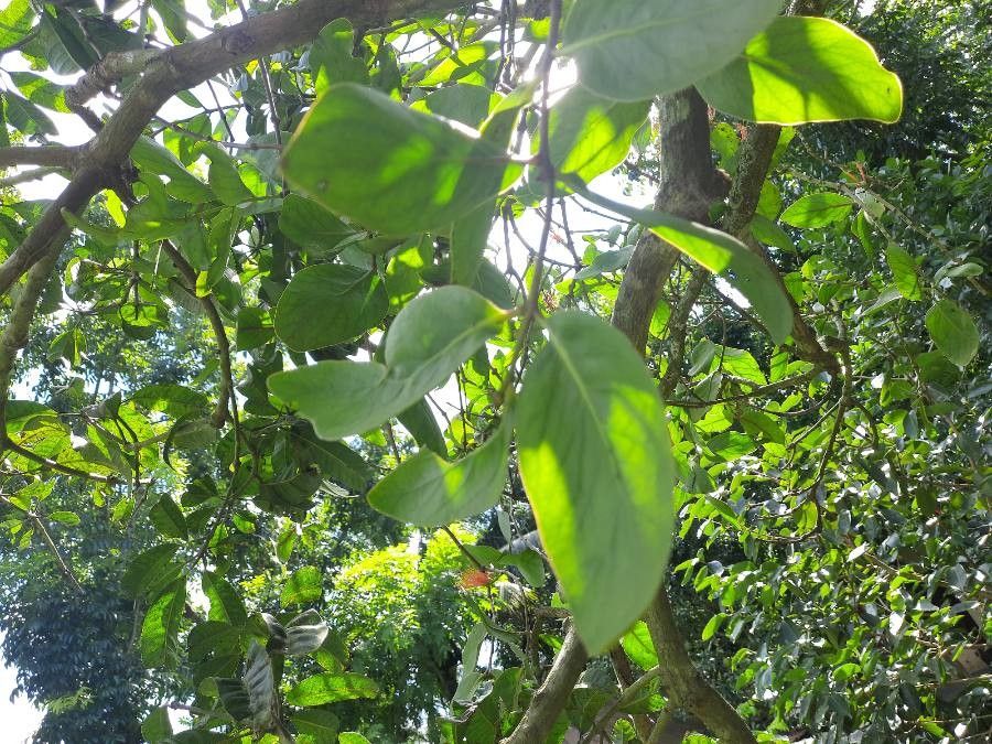 Dendrophthoe glabrescens leaf