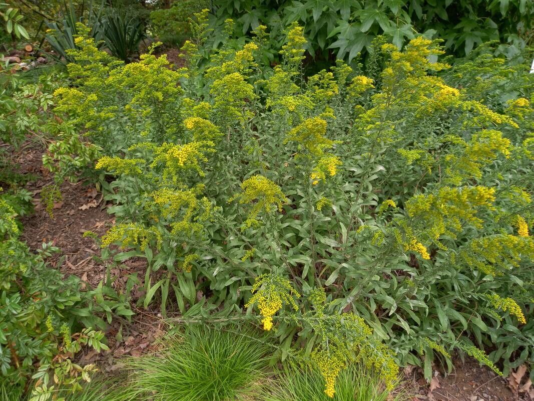 Solidago nemoralis habit