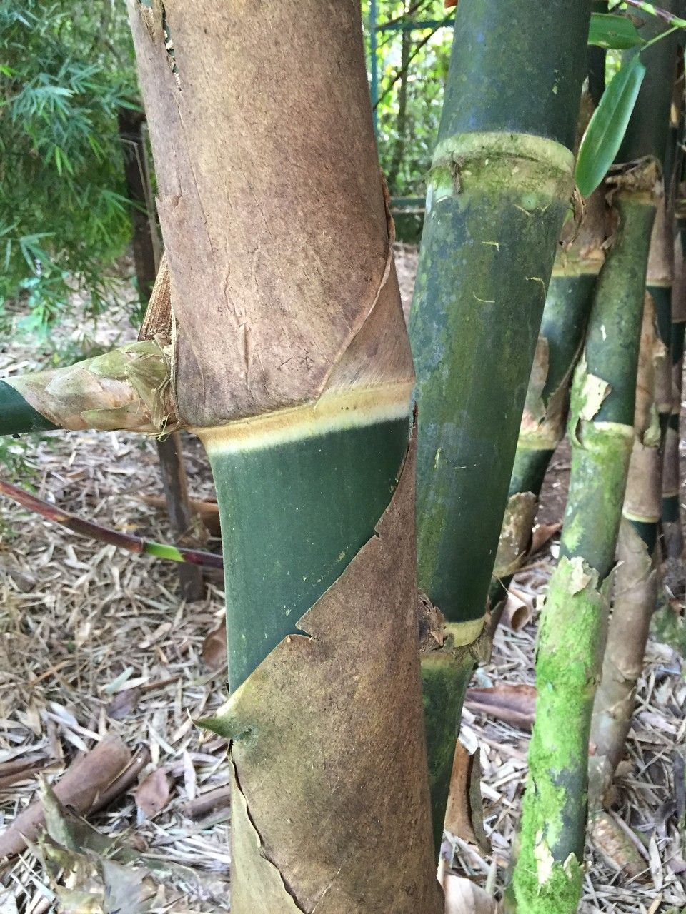 Guadua aculeata — related species from the same genus