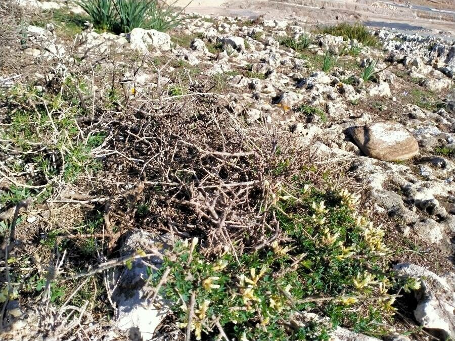 Chamaecytisus mollis habit