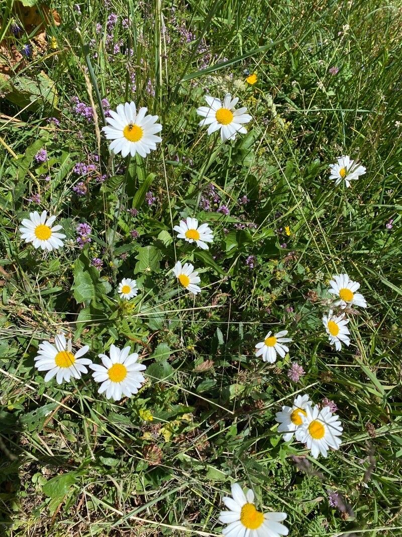 Leucanthemum heterophyllum flower