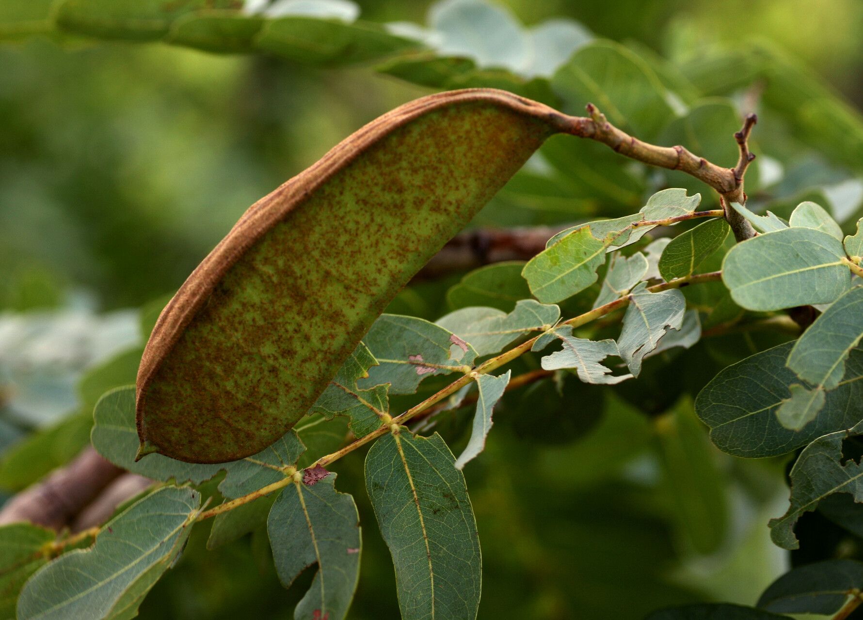 Brachystegia allenii fruit