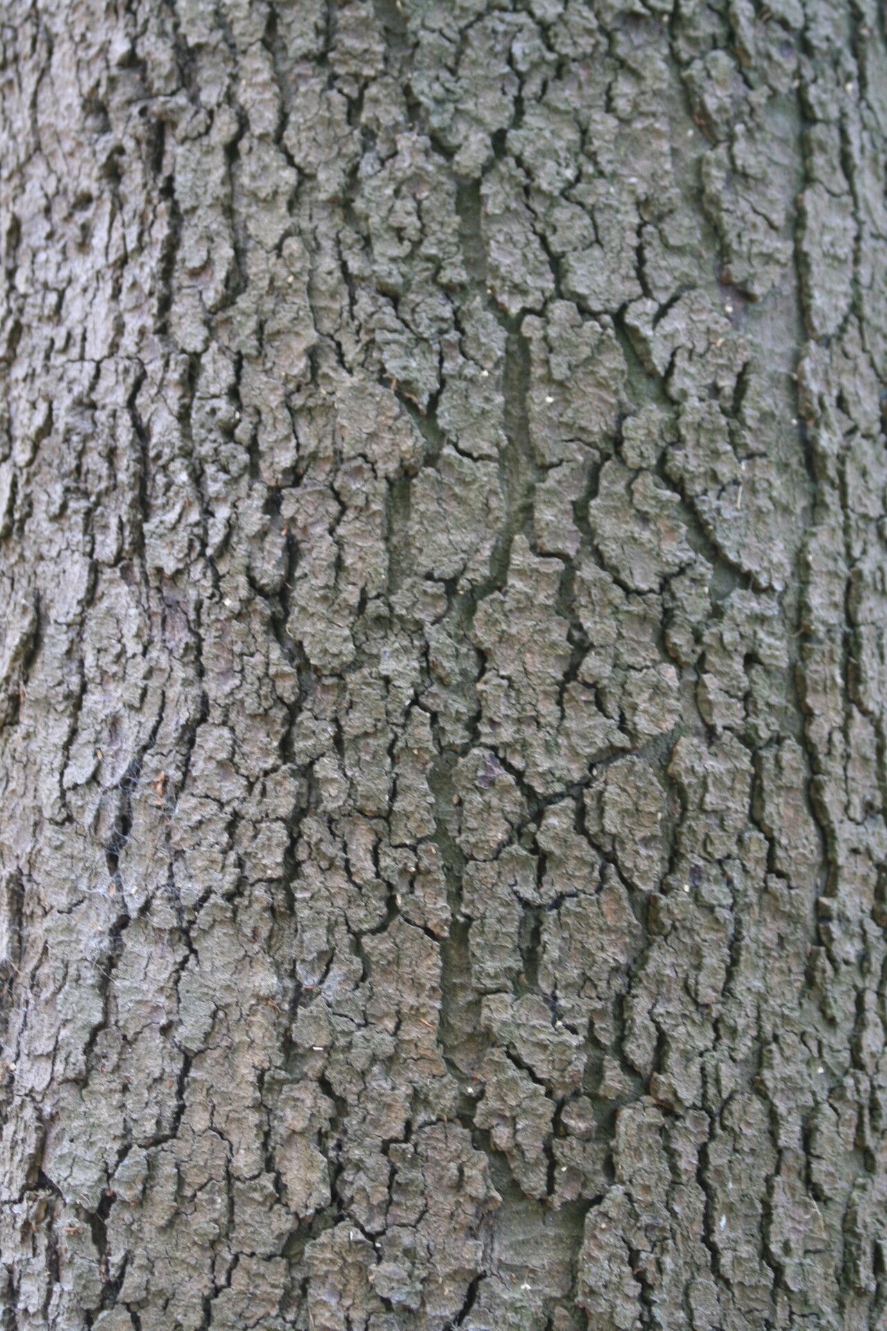 Quercus chrysolepis bark