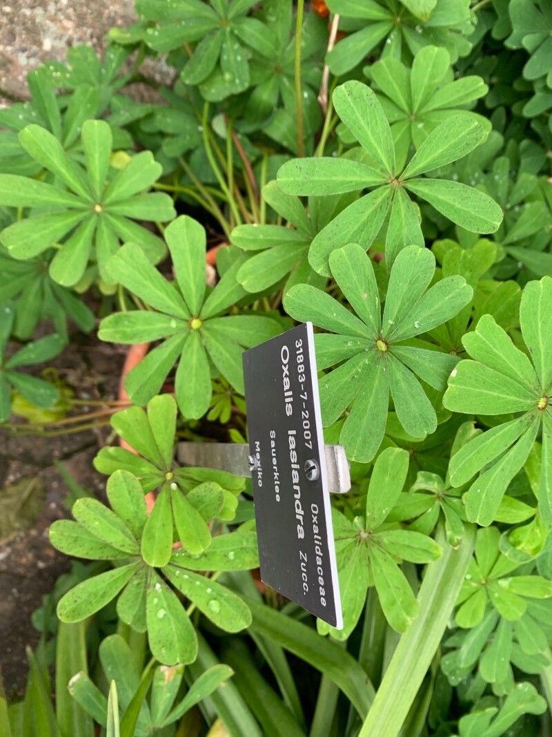 Oxalis lasiandra leaf