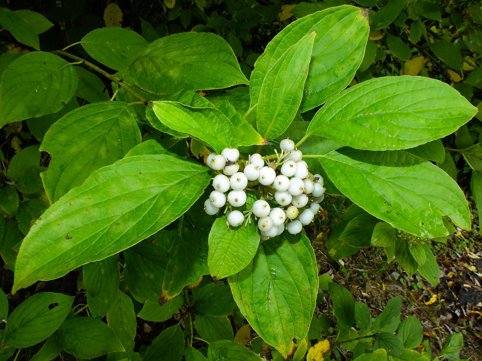 Cornus macrophylla fruit