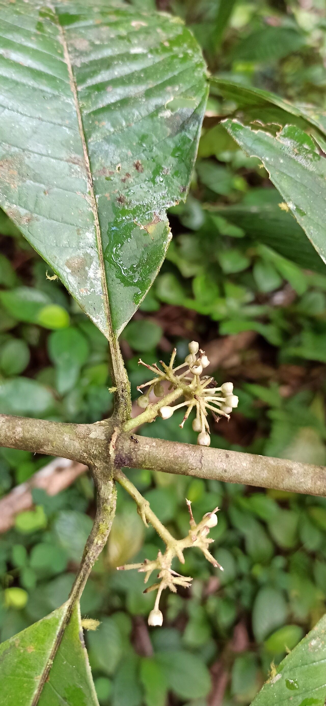 Pauridiantha efferata flower