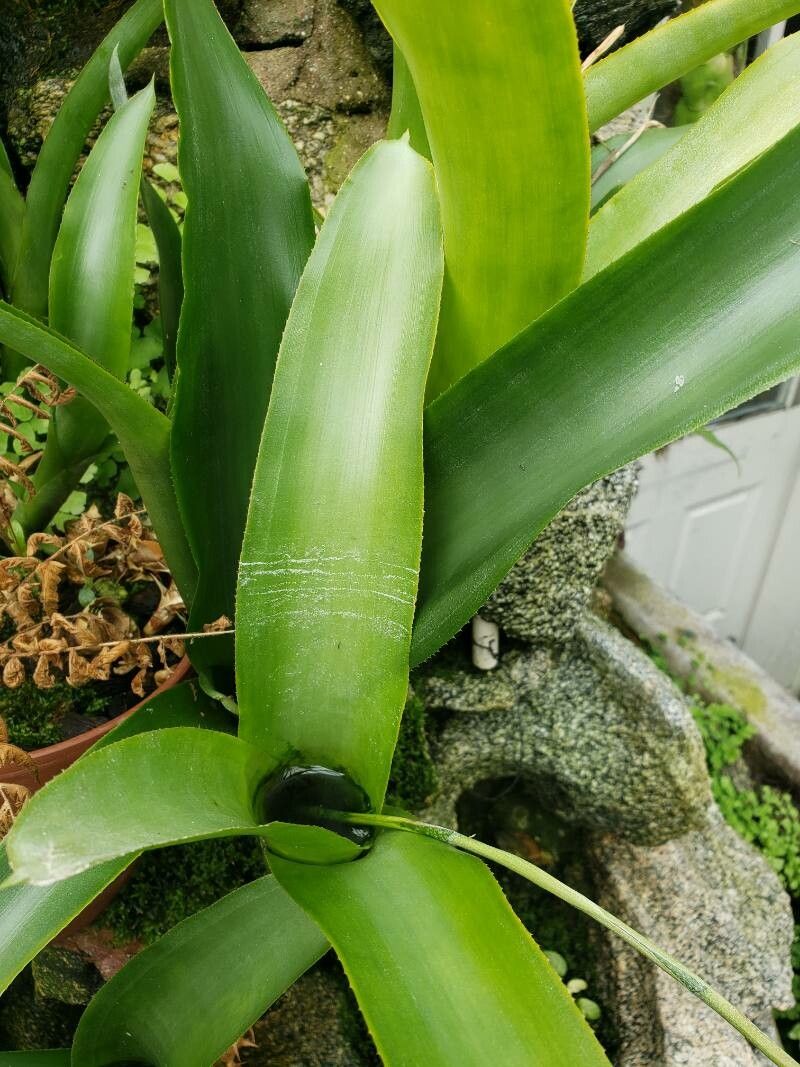 Quesnelia liboniana — related species from the same genus