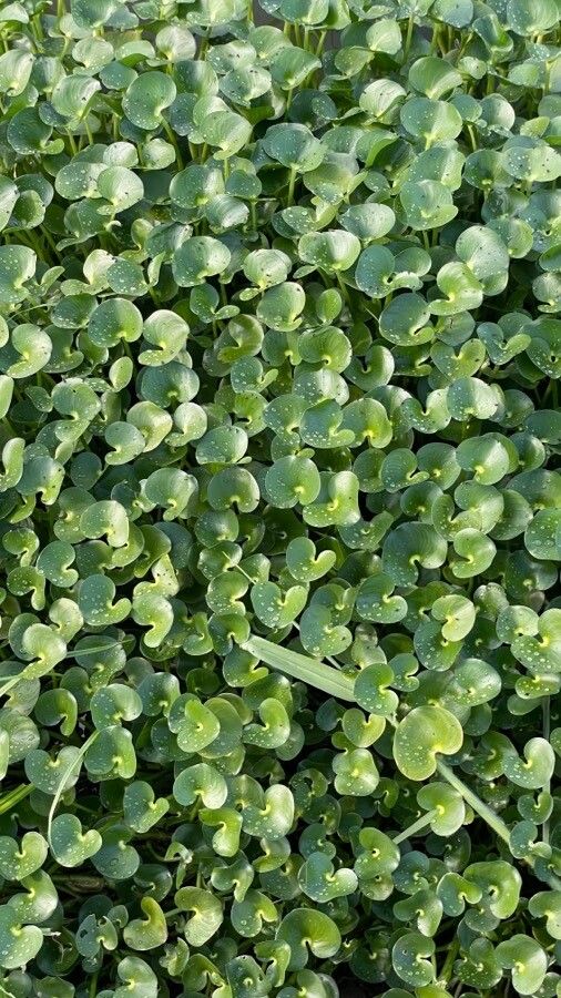 Heteranthera reniformis habit