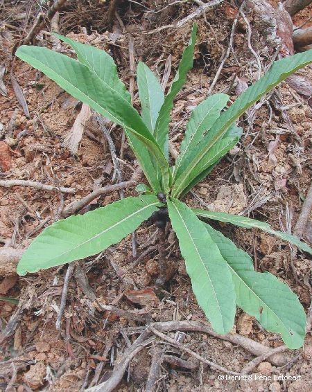 Ficus otophoroides habit
