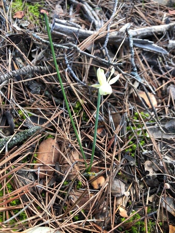 Narcissus triandrus habit