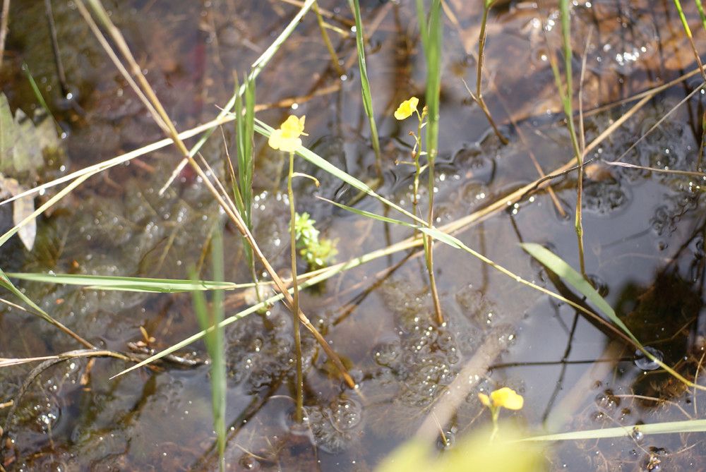 Utricularia foliosa habit