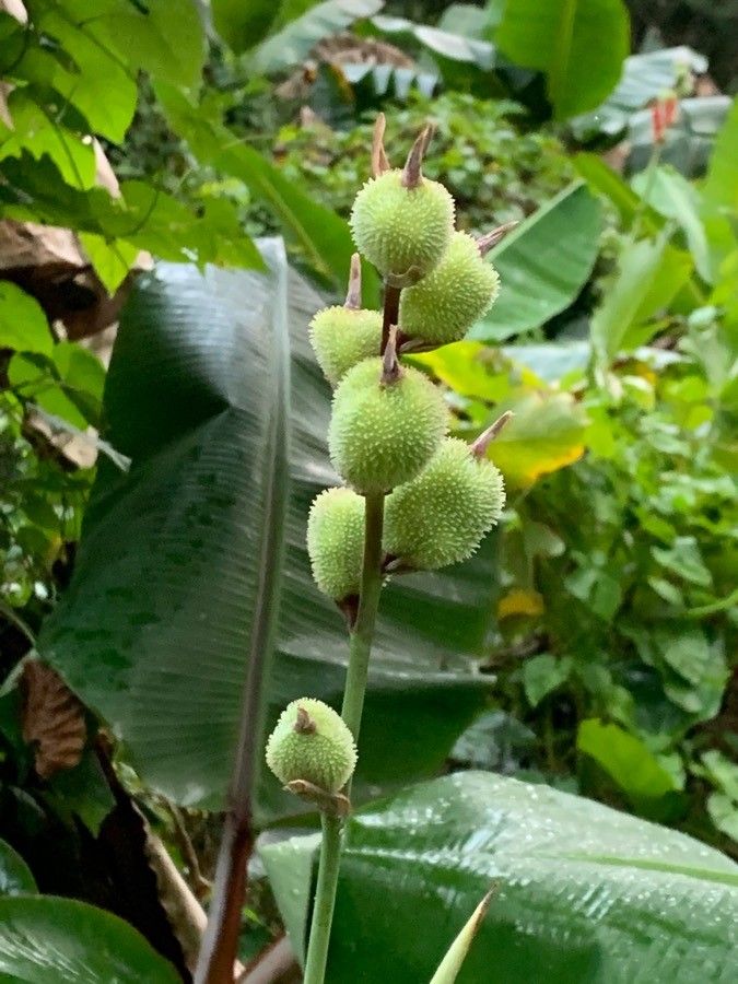 Canna glauca fruit